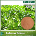 Factory Supply Cyclocarioside, Cyclocarya paliurus extract polysaccharide